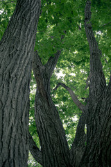 森の木々(Forest trees)