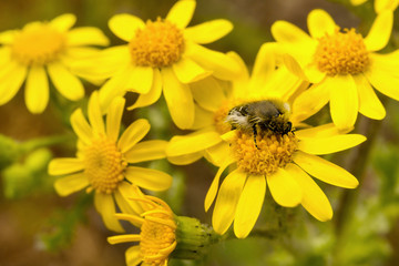 May bug on the wildflower, background for wallpaper and calendar