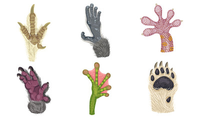 Animal Paws with Claws and Hair Isolated on White Background Vector Set