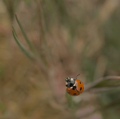 Macro, nature image of ladybugs. Background, there is a place for text.