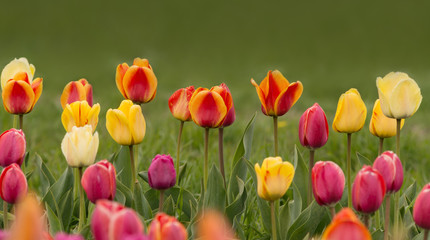 Pink tulips in pastel coral tints at blurry background, closeup. Fresh spring flowers in the garden...