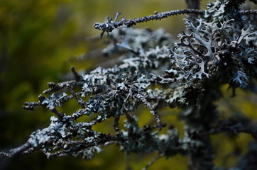 Gray lichen on the green spruce branch