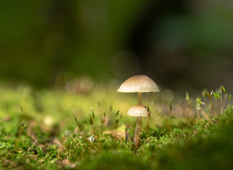 Mushrooms among the Moss on the Forest Floor