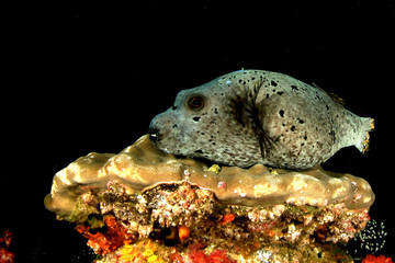 Black spotted Puffer fish (Pufferfish) 