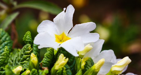 Obraz premium Blooming white primrose in the spring garden