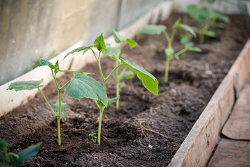 Sprouts of organic cucumbers in the garden. Seedlings in the greenhouse. Farming, gardening and healthy food concept.
