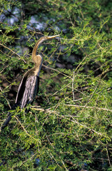 Anhinga roux,.Anhinga melanogaster, Oriental Darter