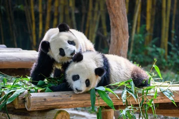 Gordijnen Two cute giant pandas playing together © chendongshan