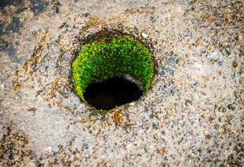 The Green hole,green moss around Water hole on the cement floor
