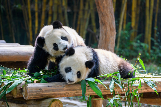 Two Cute Giant Pandas Playing Together