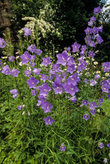 Obraz premium Campanule à fleurs laiteuses, Campanula lactiflora