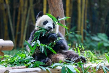Fototapeten Süßer Panda sitzt und isst Bambus © chendongshan