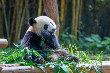 Cute panda sitting and eating bamboo