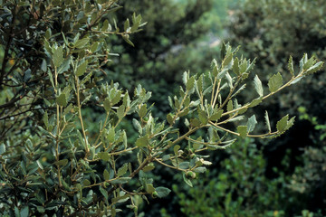 Chêne Vert, Quercus ilex