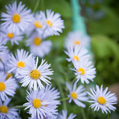 Close-up of blue daisies growing in the garden. Beautiful nature with blooming flowers. Summer background. Alternative medicine