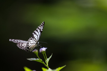butterfly on a flower