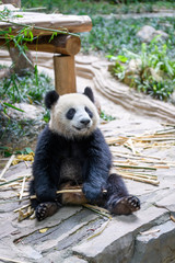 Cute panda sitting and eating bamboo