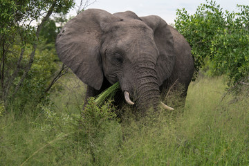 Fototapeta premium Słoń afrykański, Loxodonta africana, Park Narodowy Krugera, RPA