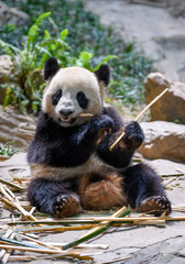 Cute panda sitting and eating bamboo