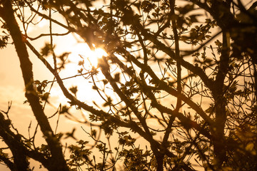 Soleil couchant à travers les arbres