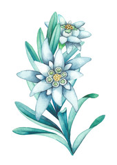 Watercolor branch of edelweiss flowers and leaves.