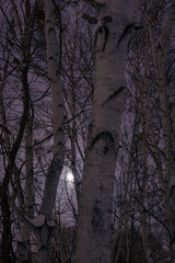 真駒内公園の白樺（Birch tree in Makomanai Park）
