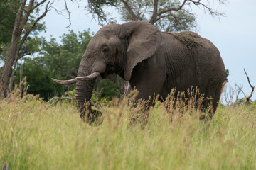 Obraz premium Eléphant d'Afrique, Loxodonta africana, Parc national Kruger, Afrique du Sud