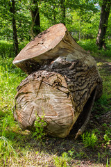 Old tree bough in a botanical park