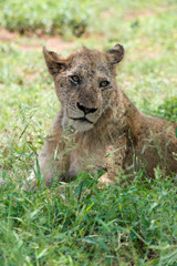 lion, femelle, lionne, Panthera leo, Afrique