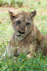 lion, femelle, lionne, Panthera leo, Afrique