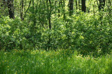 Fresh spring green grass in the forest