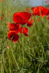 Fototapeta na wymiar Flowers red poppies bloom in wild field. Beautiful field of red poppies with highlighted focus. Soft light. Toning. Creative Creative Processing Natural Background