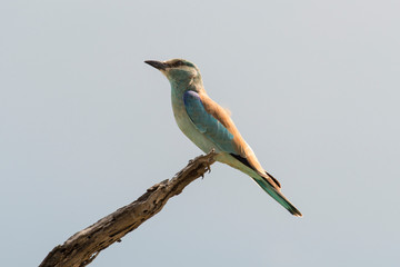 Rollier d'Europe,.Coracias garrulus, European Roller