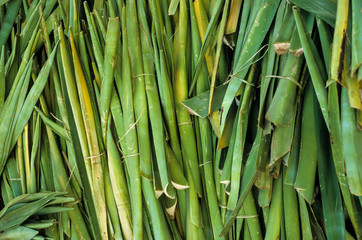 Obraz premium culture du sisal, agava ridida, Madagascar
