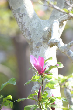 26 Best 紫木蓮の花 Images Stock Photos Vectors Adobe Stock