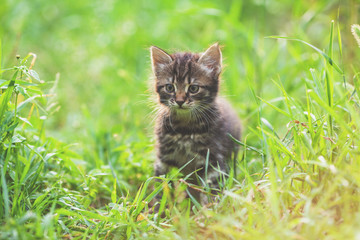 Naklejka na ściany i meble Portrait of a little kitten sitting on the grass in a spring garden
