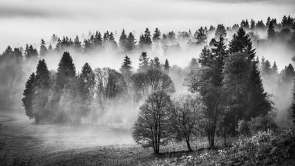 Brouillard dans la forêt mystique