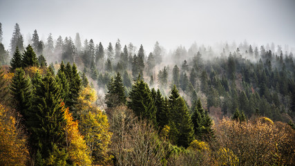 Brouillard dans la forêt mystique