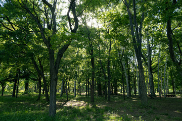 Fototapeta na wymiar 中島公園の木々と木漏れ日（Trees in Nakajima Park and sunlight through the trees , Sapporo）　