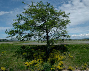 川沿いにある木（Trees along the river）