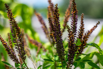 Honey Bee pollinating on Leadplant blooming flowers