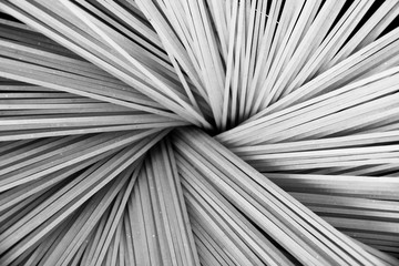 Obraz premium A bond of raw linguine pasta.