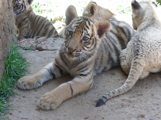 Purrfection at Boskoppie Lion and Tiger Reserve.