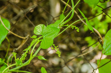 An ivy plant entangled in a wire fence 