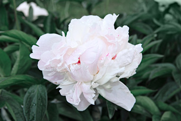 White peony flower with water droplets after rain on the background of emerald green in the summer garden. White with a pink tinge of blooming peony. The concept of the flowering of nature.