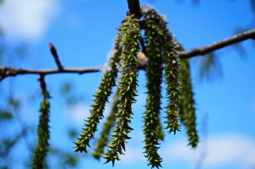 Swollen buds and first shoots on willow in city parks and squares during the spring awakening.