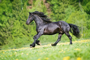 Fototapeta na wymiar Black friesian stallion gallops at sunset summer