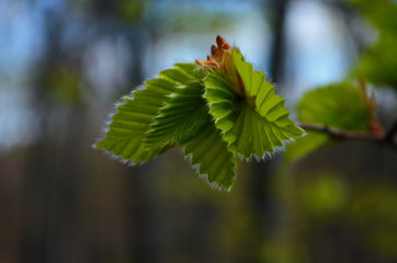 Closeup nature view of green leaf on blurred greenery background in garden with copy space for text using as summer background natural green plants landscape, ecology, fresh wallpaper concept.