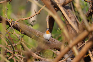 robin bird background
