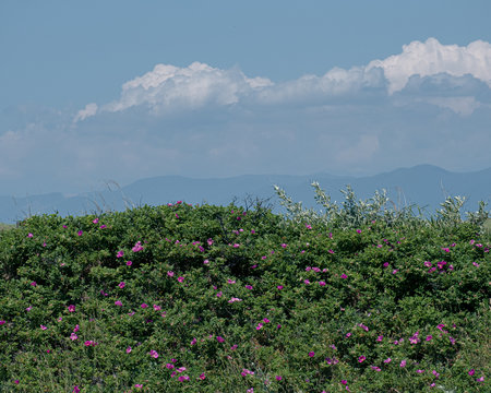 ハマナスの丘公園(Hamanasu Hill Park)
